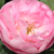 Roz - Trandafir de parc - Raubritter®